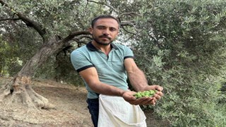 Deprem bölgesinde yüz güldüren hasat; sofralık zeytin kilogram fiyatı 70 TLden alıcı buluyor