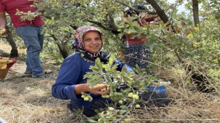 Depremzede üreticinin hasadından memnun olduğu alıç ihraç ediliyor