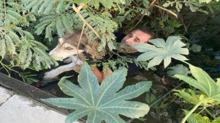 Dere yatağında mahsur kalan köpeği itfaiye kurtardı
