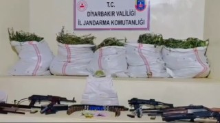 Diyarbakırda 15 milyon 882 bin kök kenevir ve skunk, 2 buçuk ton kubar esrar ele geçirildi: 36 gözaltı