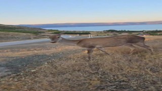 Doğaya bırakılan kızıl geyik, vatandaşlara kendini sevdirdi