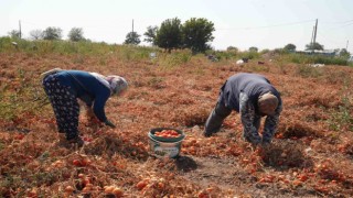 Domatesi tarlada kalan çiftçi, Büyükşehir aracılığıyla ihtiyaç sahiplerine bağışladı