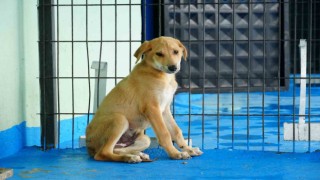 Düzce Belediyesi kedi-köpek sahiplendirme platformu kuruldu