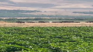 Elazığda domuz sürüsü görüntülendi