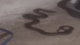 Elazığda kadının yılan ile sohbeti gülümsetti