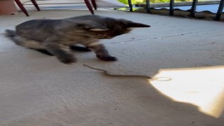 Elazığda kedi ile yılanın kavgası kamerada