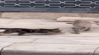 Elazığda kedilerin fare ile oyunu kameraya yansıdı
