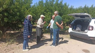 Elazığda şeftali bahçelerinde zararlı kontrolleri devam ediyor