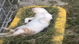 Elazığda sıcaktan bunalan kedinin serin yerde dinlendiği anlar güldürdü