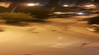 Elazığda sokak köpekleri, kediyi parçaladı