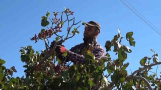 Elazığdan Gaziantepe fıstıklı gözdağı