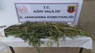 Eleşkirtte uyuşturucu operasyonu: 90 kök hint keneviri ele geçirildi