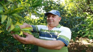 Erkenci mandalina hasadında çalışacak işçi bulamayan bahçe sahibi, 10 dönümlük bahçesinde hasada tek başına başladı
