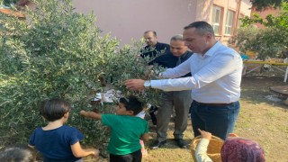 Erzin Kaymakamı Özaydın Minik Öğrencilerle Zeytin Hasadına Katıldı