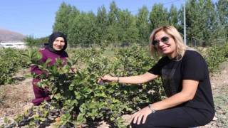 Erzincanda “Süper meyve bahçesi kuran ziraat mühendisi kadın “ilk hasat” heyecanı yaşadı