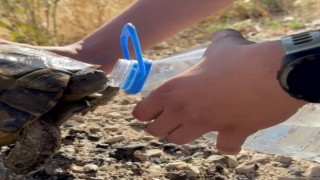 Erzurumda bitkin düşen kaplumbağanın imdadına polis yetişti