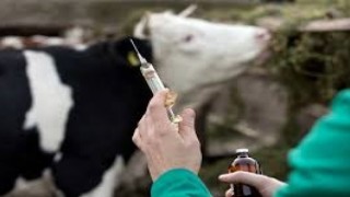 Eskişehirde sonbahar şap aşılama kampanyası başladı