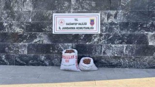 Fıstık hırsızı 6 şahsa jandarmadan suçüstü