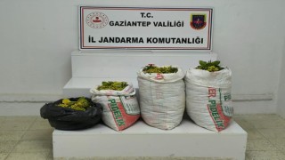 Fıstık hırsızlığı şüphelisi 2 şahıs tutuklandı