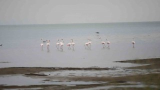 Flamingolardan İznik Gölünde görsel şölen