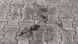 Fransız turiste Tatvanda bıçaklı saldırı