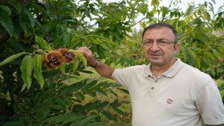 Gal arısına dayanıklı kestanenin hasadına başlandı