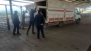 Gedizde hayvan pazarı kontrollü olarak açıldı