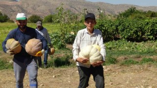 Gercüşte bal kabağı hasadı başladı