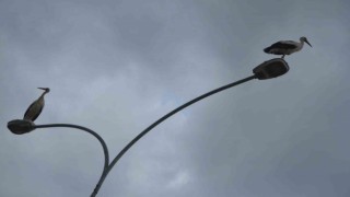 Göç yolculuğunda leylekler, elektrik direklerinde mola verdi