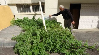Görenler gözlerine inanamadı, karpuz yetiştirilmeyen Sivasta betonda karpuz yetişti