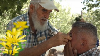 Gözlük Kırdıran Kırlangıç Otu: Şifa Kaynağı ve Faydaları