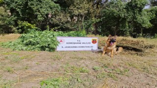 Gümüşhanede uyuşturucu operasyonu