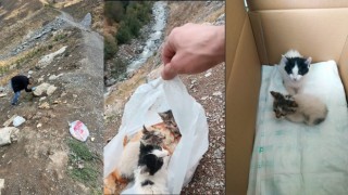 Hakkaride poşetin içine konularak ölüme terk edilen kediler kurtarıldı