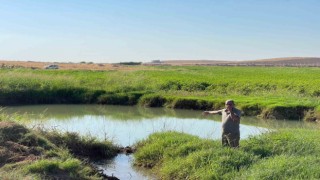 Harran Ovasında oluşan dev obruklar çiftçileri korkutuyor