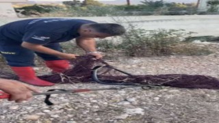 Hatayda balık ağına takılan yılan itfaiye ekiplerince kurtarıldı