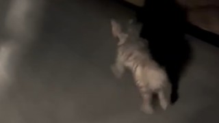 Hırsız beklerken sırtlan buldu