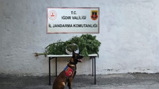 Iğdır İl Jandarma Komutanlığından uyuşturucu operasyonu