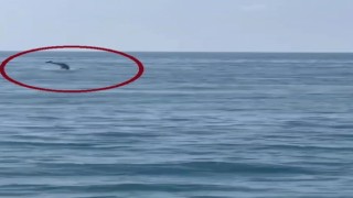 İskenderun Körfezinde yunus balığı heyecanı