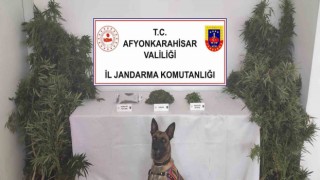 Jandarma eve yaptığı baskında 307 gram esrar ile 24 kök kenevir ele geçirdi