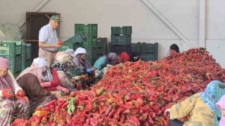 Kadınların ürettiği salçalar 25 yıldır Hollandaya ihraç ediliyor