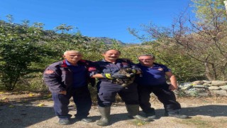 Kafasını kutuya sıkıştıran kedinin imdadına itfaiye ekipleri yetişti