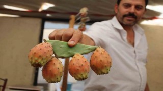 Kaktüs inciri, pazar tezgahlarının ilgi odağı oldu