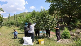 Karadenizden aldığı fındık fidesini Adanada ekti, şimdi hasat ediyor