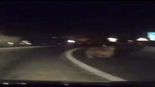 Karayoluna inen ayıya araçlı takip