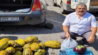 Karpuz gibi patlıcan