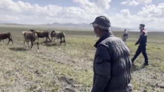 Karsta kayıp hayvanları jandarma buldu