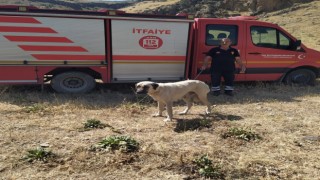 Kayalıklarda mahsur kalan köpek kurtarıldı