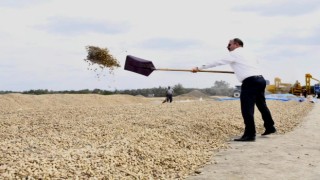 Kaymakam Erdinç Dolu, Kadirli’de Yer Fıstığı Hasadı Yaptı