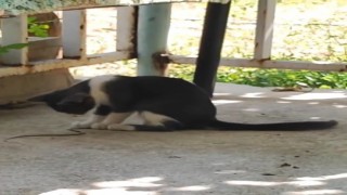 Kedi bu kez fareyle değil yılanla oynadı