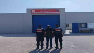 Kenevir ektiği için 4 yıl hapis cezasıyla aranan şahsı jandarma yakaladı